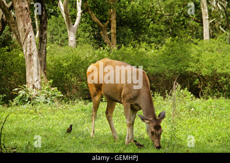Sambar deer (Rusa unicolor) Foto Stock