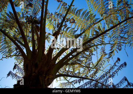Cyathea cooperi fronde, San Francisco Giardino Botanico, Golden Gate Park di San Francisco, California Foto Stock