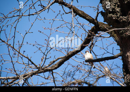 Sparrow sulla struttura ad albero Foto Stock