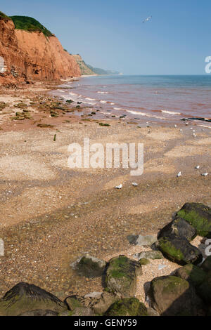 Regno Unito, Inghilterra, Devon, Sidmouth, Esplanade, erose scogliere dove il fiume scorre Sid in mare Foto Stock