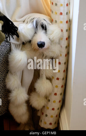 Un barbuto collie nasconde nell'angolo vergogna vergognosamente sotto un fuzzy fluffy coperta. Foto Stock