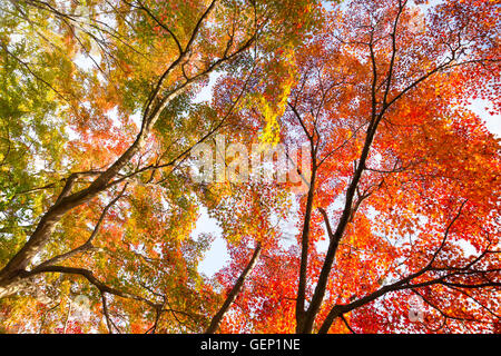 Colorato autunm treetops. Foto Stock
