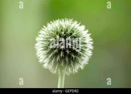 Echinops sphaerocephalus globe thistle Foto Stock