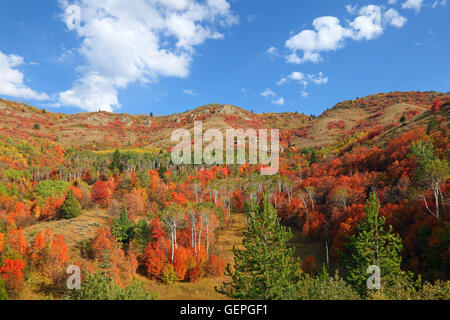 Geografia / viaggi, STATI UNITI D'AMERICA, Idaho, Swan Valley, alberi autunnali, Foto Stock