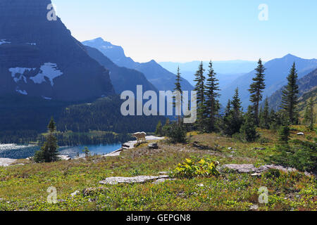Geografia / viaggi, STATI UNITI D'AMERICA, Montana, capre di montagna (Bergziegen), nascosto lago Trail, Logan pass, il Glacier National Park Foto Stock