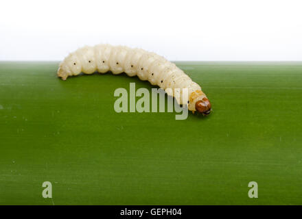 Worm di bambù ,Crisalide o insetto di bambù su sfondo bianco. Foto Stock