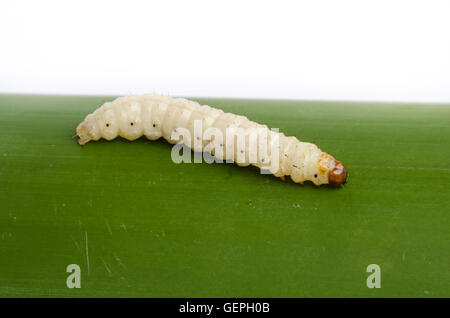 Worm di bambù ,Crisalide o insetto di bambù su sfondo bianco. Foto Stock