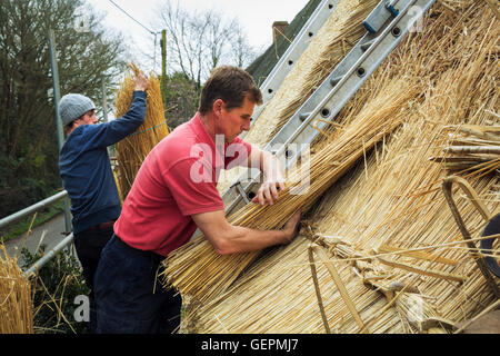 Due uomini ricoprendo di paglia un tetto, stratificazione yelms di paglia. Foto Stock