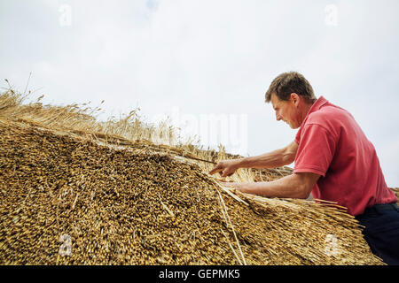 L'uomo ricoprendo di paglia un tetto, stratificazione della paglia. Foto Stock