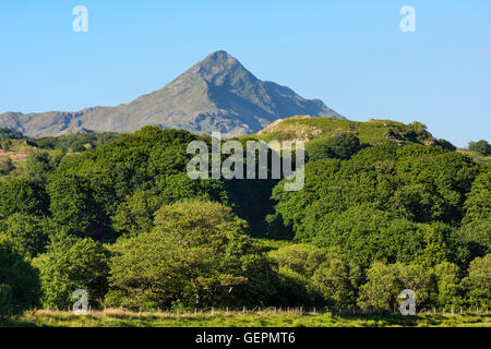 Cnicht, una montagna nel sud del Parco Nazionale di Snowdonia che fa parte della gamma Moelwynion. Foto Stock