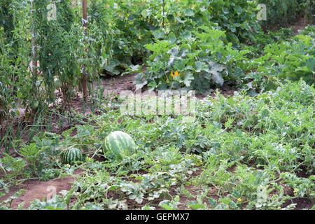 Differenti tipi di piante in un orto- lussureggiante fogliame Foto Stock