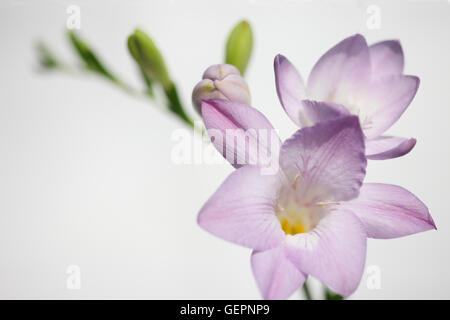 Malva delicata fresia stelo come dolce come la sua fragranza Jane Ann Butler JABP Fotografia1469 Foto Stock