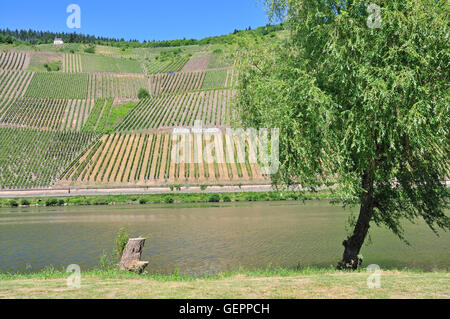 Geografia / viaggi, in Germania, in Renania Palatinato, area vitivinicola della Mosella vicino a Traben-Trarbach, Kröver Nacktarsch, Foto Stock