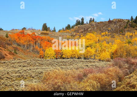 Geografia / viaggi, STATI UNITI D'AMERICA, Colorado, giallo e arancione aspen vicino a Gunnison, Foto Stock