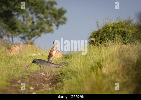 Brown lepre sul percorso, shadow boxing,bagnata dalla balneazione in impasto (Lepus europaeus) Foto Stock