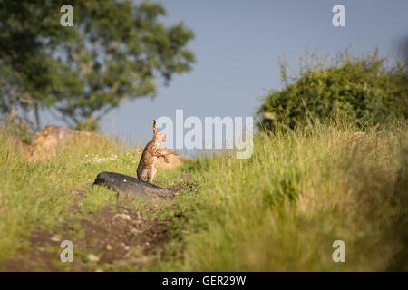 Brown lepre sul percorso, shadow boxing,bagnata dalla balneazione in impasto (Lepus europaeus) Foto Stock