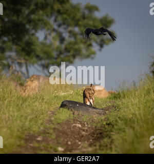 Brown lepre sul percorso, bagnata dalla balneazione in impasto (Lepus europaeus) con grande crow sorvolano Foto Stock