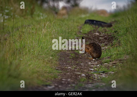Brown lepre sul percorso, pulizia grandi orecchie, bagnata dalla balneazione in impasto (Lepus europaeus) 1 Foto Stock