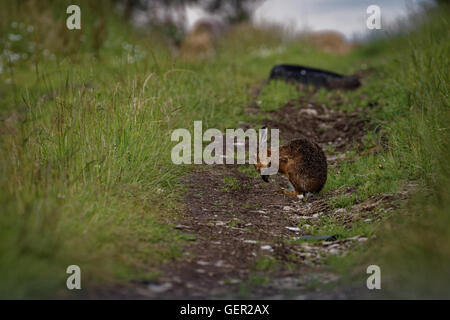 Brown lepre sul percorso, pulizia grandi orecchie, bagnata dalla balneazione in impasto (Lepus europaeus) 3 Foto Stock