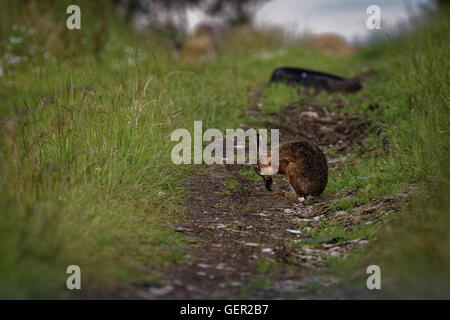 Brown lepre sul percorso, pulizia grandi orecchie, bagnata dalla balneazione in impasto (Lepus europaeus) 4 Foto Stock