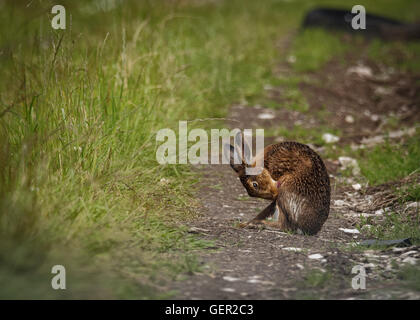 Brown lepre sul percorso, pulizia con la lingua bagnata dalla balneazione in impasto (Lepus europaeus) Foto Stock