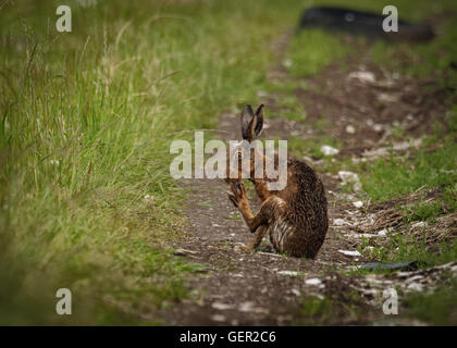 Brown lepre sul percorso, pulizia piedi grandi e bagnata dalla balneazione in impasto (Lepus europaeus) Foto Stock