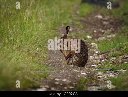 Brown lepre sul percorso, pulizia piedi grandi e bagnata dalla balneazione in impasto (Lepus europaeus) Foto Stock