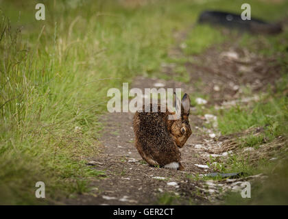Brown lepre sul percorso, bagnata dalla balneazione in impasto (Lepus europaeus) Foto Stock