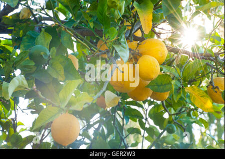 I limoni in fase di maturazione il sole del Mediterraneo Foto Stock