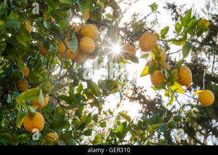 I limoni in fase di maturazione il sole del Mediterraneo Foto Stock