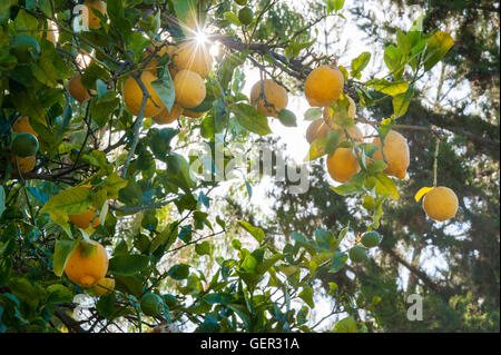 I limoni in fase di maturazione il sole del Mediterraneo Foto Stock