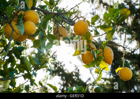 I limoni in fase di maturazione il sole del Mediterraneo Foto Stock