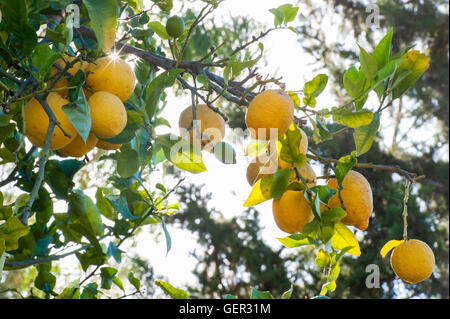 I limoni in fase di maturazione il sole del Mediterraneo Foto Stock