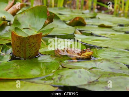 Una rana in appoggio tra il verde di ninfee in uno stagno. Foto Stock