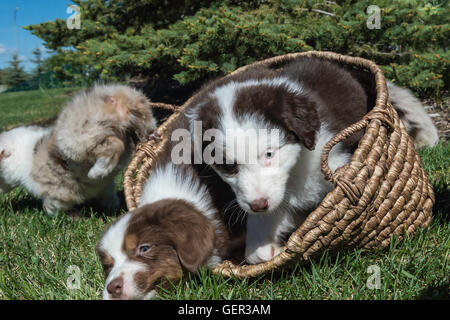 Sette settimane di old Red merle e red tri pastore australiano cani, cuccioli, in un cesto Foto Stock