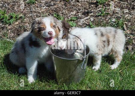 Sette settimane di old Red merle Australian Shepherd cane, cucciolo, acqua potabile da un secchio Foto Stock