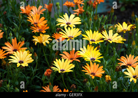 ARCTOTIS, giallo e arancione, Foto Stock