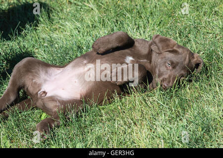 Otto settimane di Chesapeake Bay Retriever cucciolo giocando in erba Foto Stock