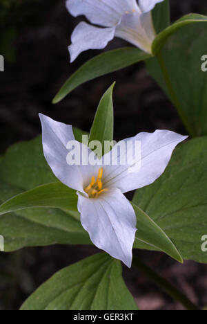 Trillium grandiflorum,legno lily, bianco wake robin Foto Stock