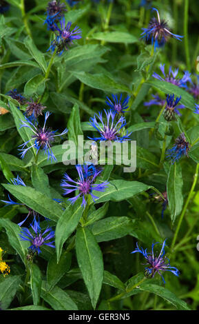 Centaurea montana Foto Stock