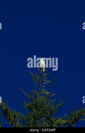 Un Airone guardabuoi appollaiato su un albero in Cotacachi, Ecuador Foto Stock