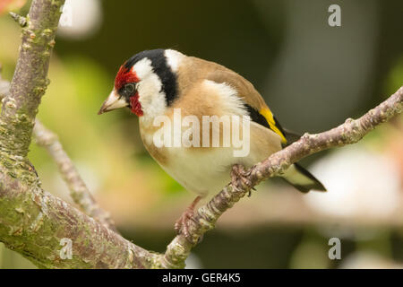 Cardellino in Mainsriddle giardino, vicino RSPB Mersehead, Dumfries and Galloway, Regno Unito Foto Stock