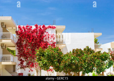 Muro Bianco coperto con rami di ricci con luminosi fiori di bouganville. In primo piano un gigante verde ficus. Villaggio turistico Foto Stock