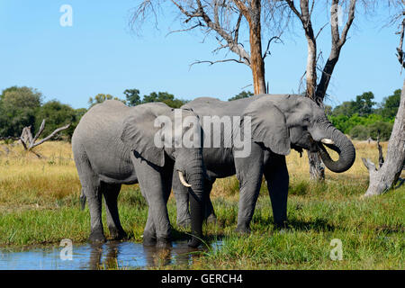 Elefante africano, Khwai River area vicino villaggio di Mababe, Botswana, (Loxodonta africana) Foto Stock