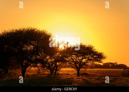 Sunrise, inganno Valley, il Central Kalahari Game Reserve, Botswana Foto Stock