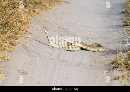 Puff sommatore, Central Kalahari Game Reserve, Botswana, Snake, (Bitis arietans) Foto Stock