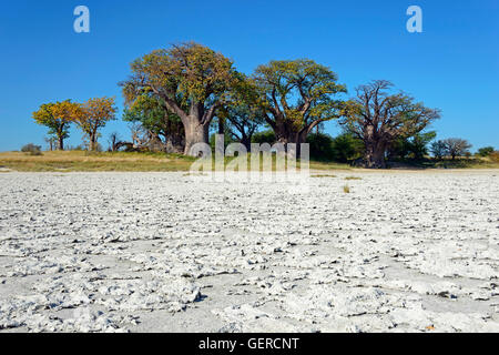 Baines baobab, Kudiakam Pan, Nxai Pan National Park, Botswana Foto Stock