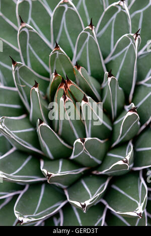 Koenigs-Agave, Agave victoriae-reginae, Mexiko Foto Stock