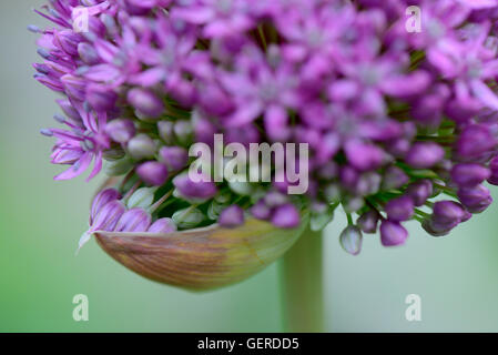 Sternkugel-Lauch, Allium cristophii Foto Stock