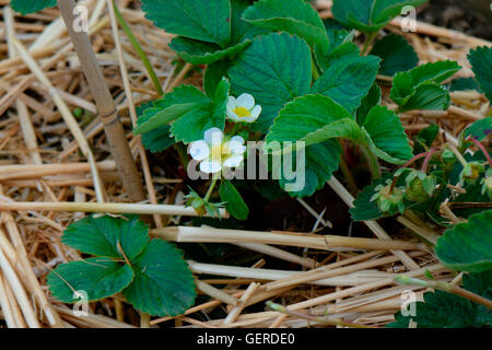 Erdbeerpflanze mit Strohunterlage, Erdbeeranbau, Fragaria sp., Sorte Mieze Schindler Foto Stock